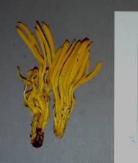 Clavulinopsis fusiformis image
