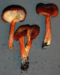 Hygrocybe appalachianensis image