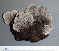 Fomitopsis spraguei image