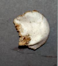 Crepidotus applanatus image