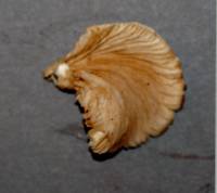 Crepidotus applanatus image