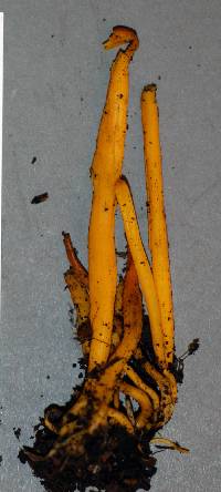 Clavulinopsis fusiformis image