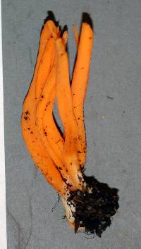 Clavulinopsis aurantiocinnabarina image