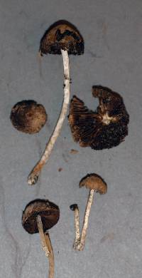 Psathyrella pennata image