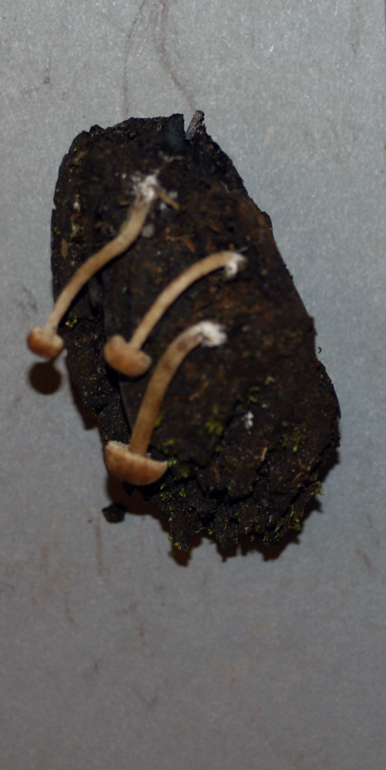 Callistosporiaceae image
