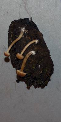 Pseudolaccaria pachyphylla image