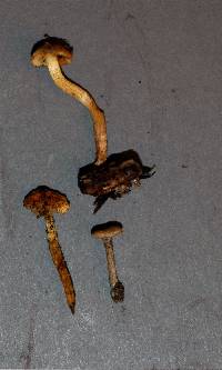 Pholiota highlandensis image