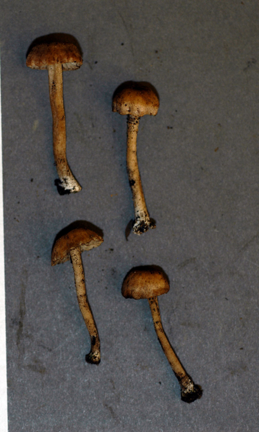 Pseudolaccaria pachyphylla image