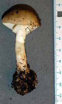 Amanita brunnescens image