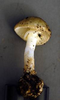 Amanita brunnescens image