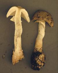 Amanita brunnescens image