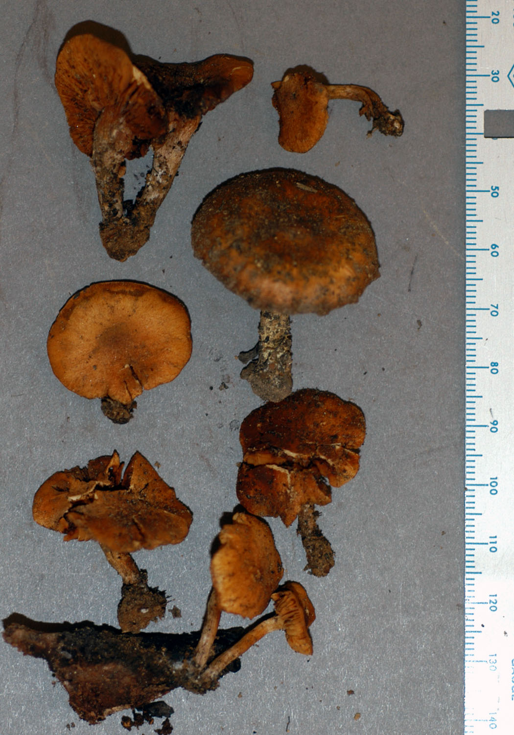 Gymnopilus pseudofulgens image