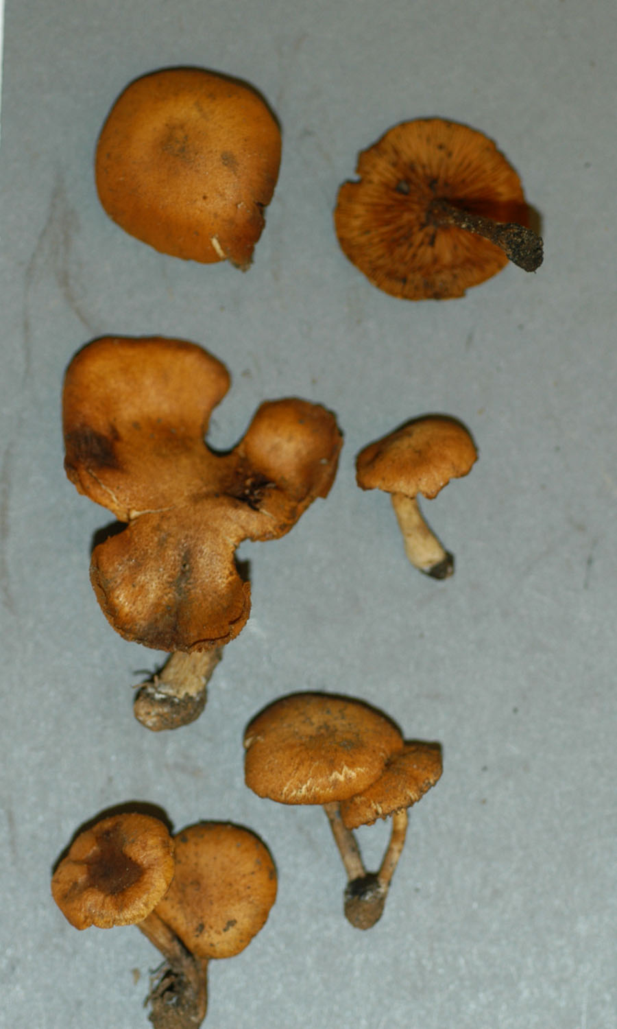 Gymnopilus pseudofulgens image