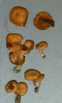 Gymnopilus pseudofulgens image