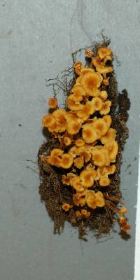 Xeromphalina kauffmanii image