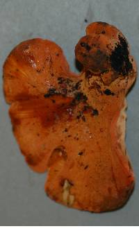 Fistulina hepatica image