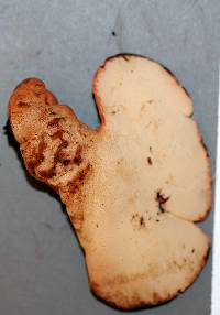 Fistulina hepatica image