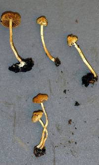 Pholiota highlandensis image