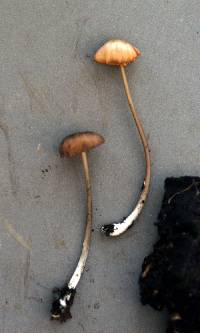 Entoloma sericeum image