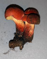 Boletochaete bicolor image