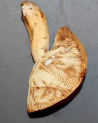 Lactarius volemus image