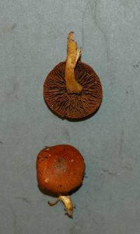 Cortinarius sanguineus image