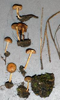 Pholiota highlandensis image