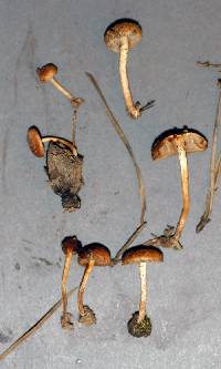 Pholiota highlandensis image