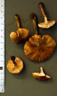 Armillaria ostoyae image