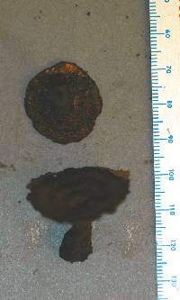 Coltricia cinnamomea image