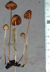 Conocybe macrospora image