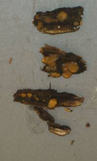 Dacrymyces subantarcticensis image