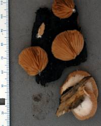 Crepidotus applanatus image