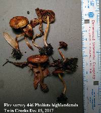 Pholiota highlandensis image