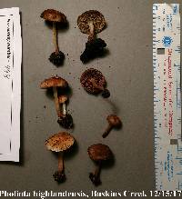 Pholiota highlandensis image