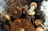 Pholiota highlandensis image