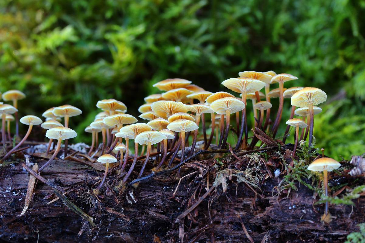 Xeromphalina campanelloides image