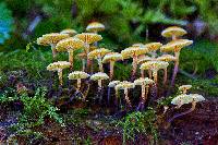 Xeromphalina campanelloides image