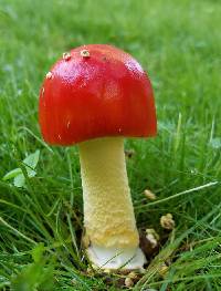 Amanita parcivolvata image