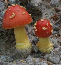 Amanita parcivolvata image