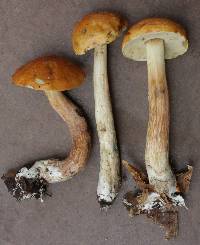 Boletus longicurvipes image