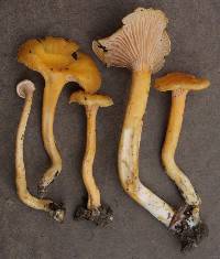 Image of Cantharellus spectaculus