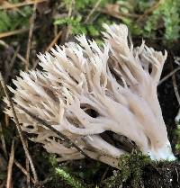 Clavulina cinerea image