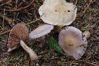 Cortinarius camphoratus image