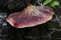 Fistulina hepatica image