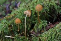 Image of Galerina calyptrata