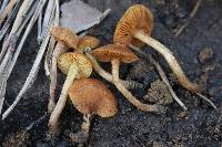 Image of Gymnopilus decipiens