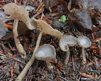 Helvella macropus image