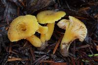 Hygrocybe caespitosa image