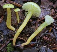 Hygrocybe parvula image